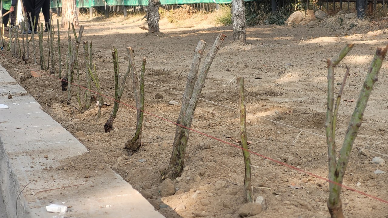 Namangan davlat pedagogika institutida ko‘kalamzorlashtirish ishlari avjida!